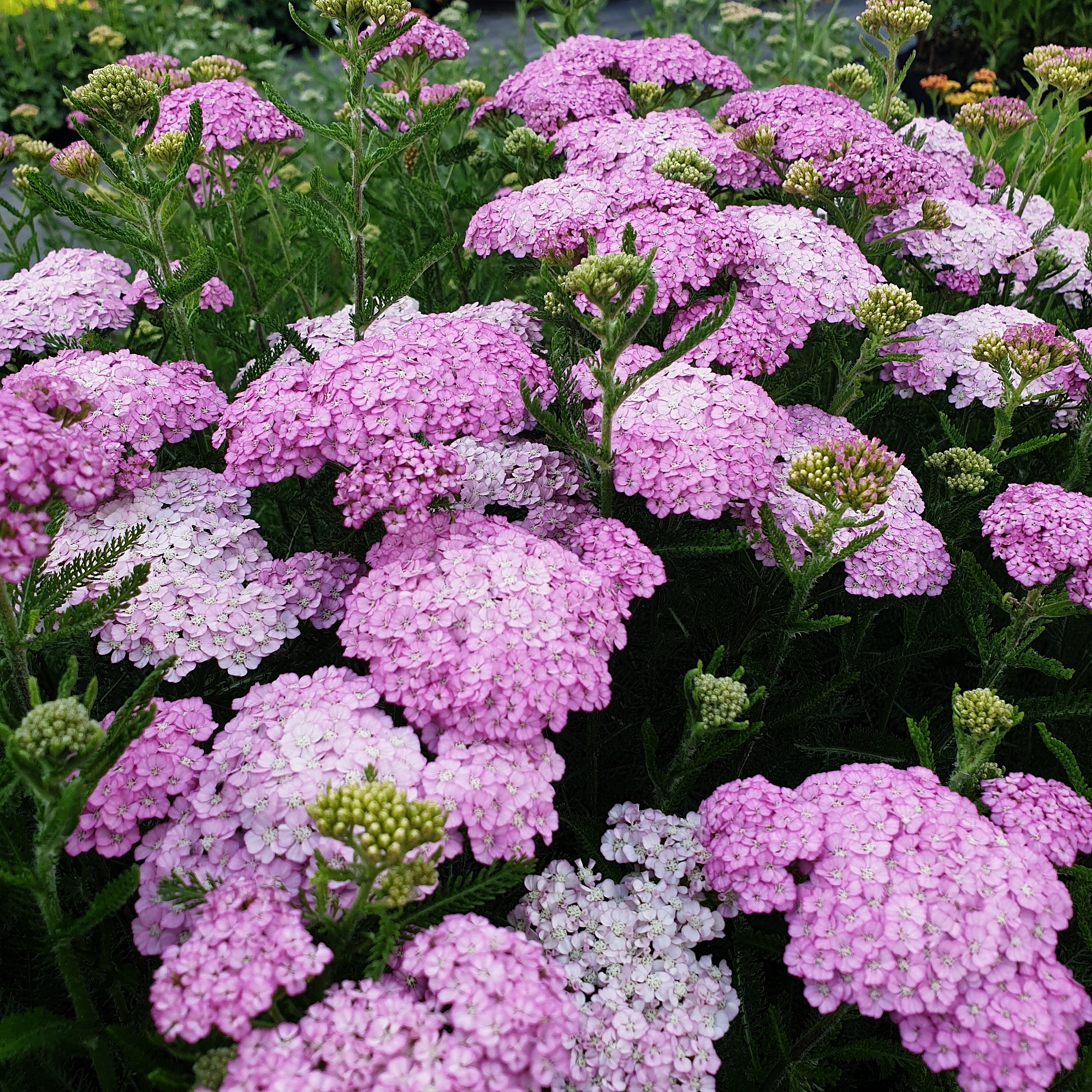 Schafgarbe\u0020\u0028Achillea\u0020millefolium\u0029\u0020Appleblossom' Schafgarbe\u0020\u0028Achillea\u0020millefolium\u0029\u0020Appleblossom'