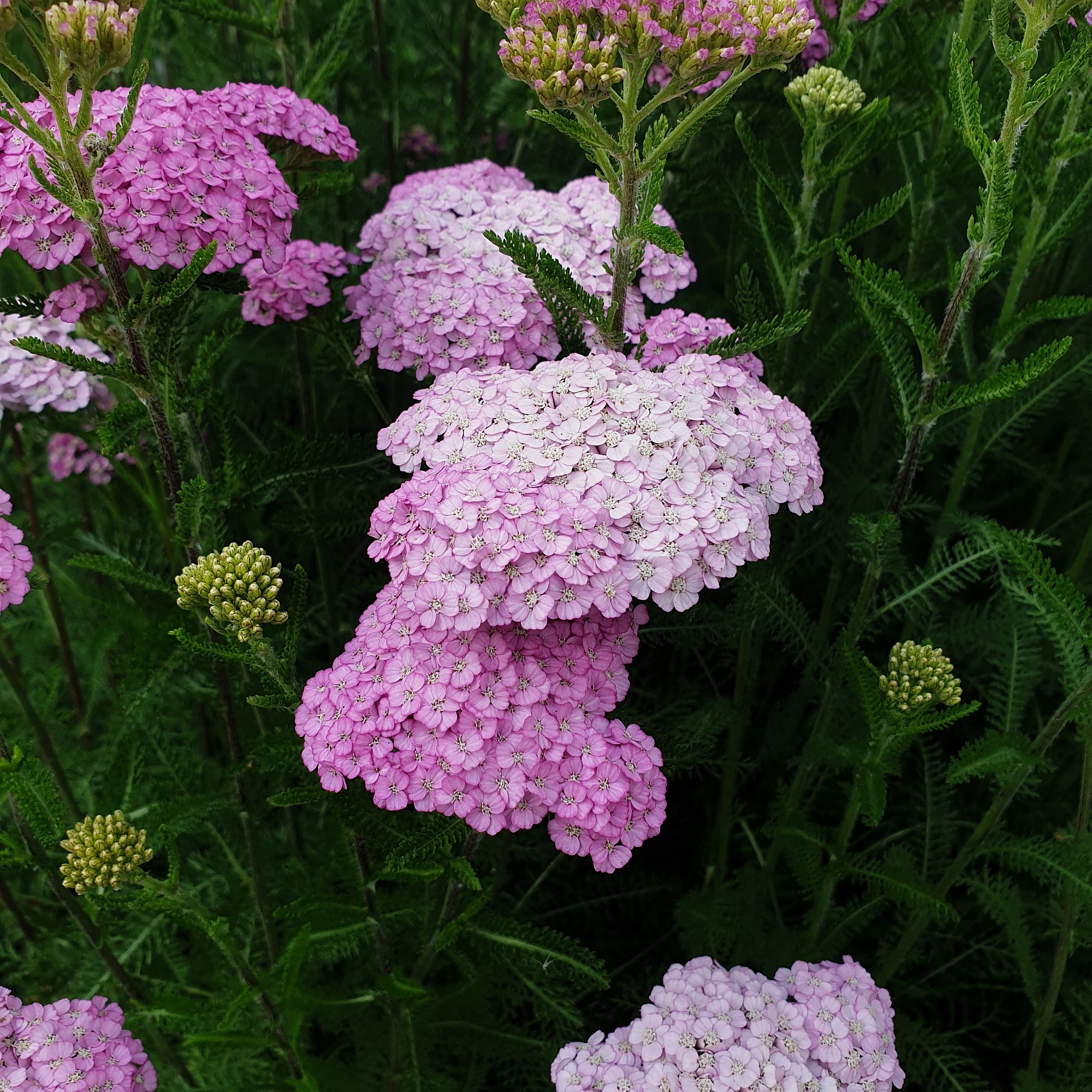 Schafgarbe\u0020\u0028Achillea\u0020millefolium\u0029\u0020Appleblossom' Schafgarbe\u0020\u0028Achillea\u0020millefolium\u0029\u0020Appleblossom'