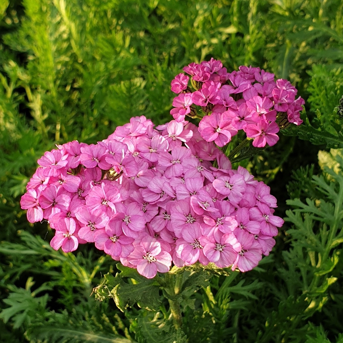 Schafgarbe\u0020\u0028Achillea\u0020millefolium\u0029\u0020Appleblossom' Schafgarbe\u0020\u0028Achillea\u0020millefolium\u0029\u0020Appleblossom'
