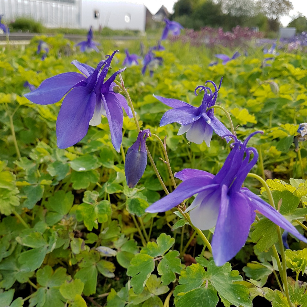 Akelei\u0020\u0028Aquilegia\u0020x\u0020caerulea\u0029\u0020SPRING\u0020MAGIC\u0020Blue\u0020White' Akelei\u0020\u0028Aquilegia\u0020x\u0020caerulea\u0029\u0020SPRING\u0020MAGIC\u0020Blue\u0020White'