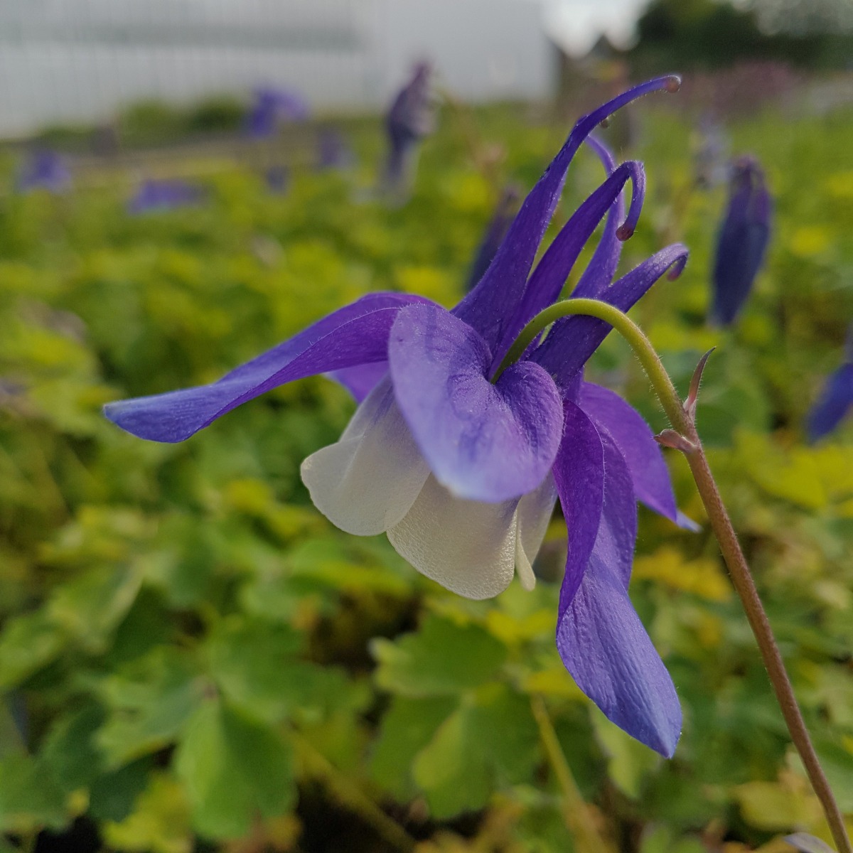 Akelei\u0020\u0028Aquilegia\u0020x\u0020caerulea\u0029\u0020SPRING\u0020MAGIC\u0020Blue\u0020White' Akelei\u0020\u0028Aquilegia\u0020x\u0020caerulea\u0029\u0020SPRING\u0020MAGIC\u0020Blue\u0020White'
