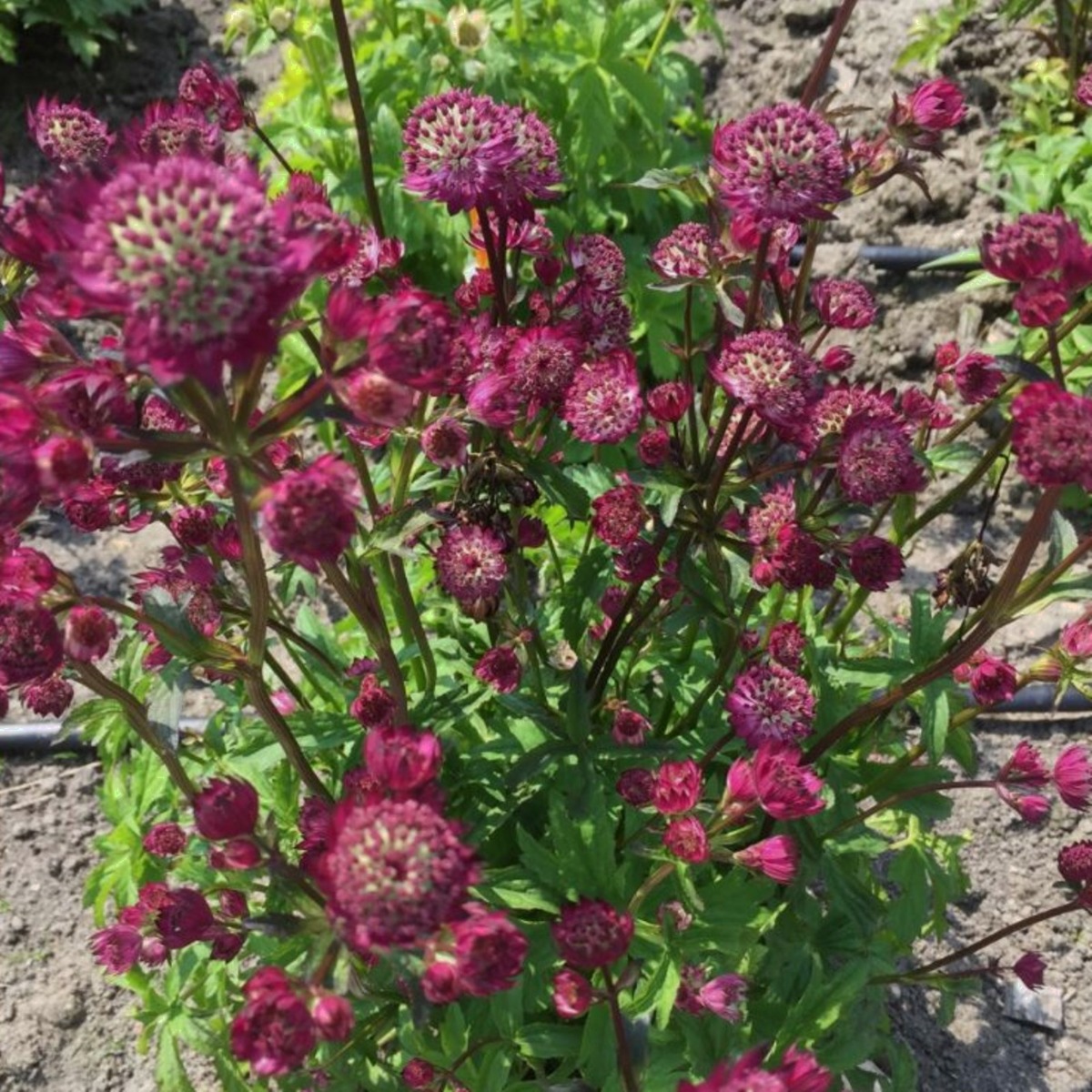 Gro\u00DFe\u0020Sterndolde\u0020\u0028Astrantia\u0020major\u0029\u0020Star\u0020of\u0020Beauty' Gro\u00DFe\u0020Sterndolde\u0020\u0028Astrantia\u0020major\u0029\u0020Star\u0020of\u0020Beauty'