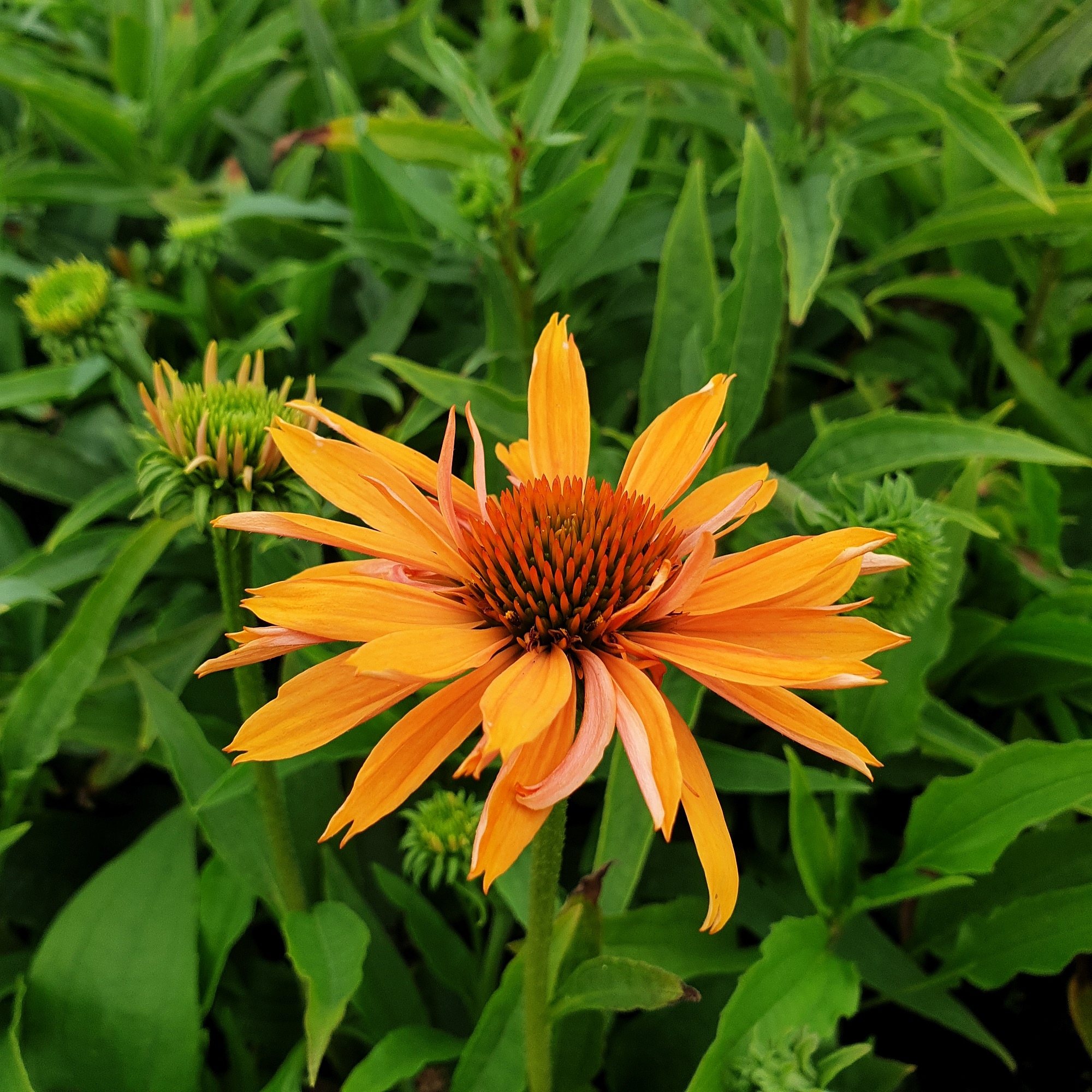 Sonnenhut\u0020\u0028Echinacea\u0029\u0020Big\u0020Kahuna' Sonnenhut\u0020\u0028Echinacea\u0029\u0020Big\u0020Kahuna'