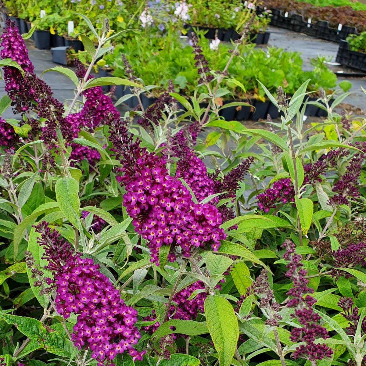 Zwerg\u002DSchmetterlingsflieder\u0020\u0028Buddleja\u0020davidii\u0029\u0020Magenta\u0020Munchkin' Zwerg\u002DSchmetterlingsflieder\u0020\u0028Buddleja\u0020davidii\u0029\u0020Magenta\u0020Munchkin'