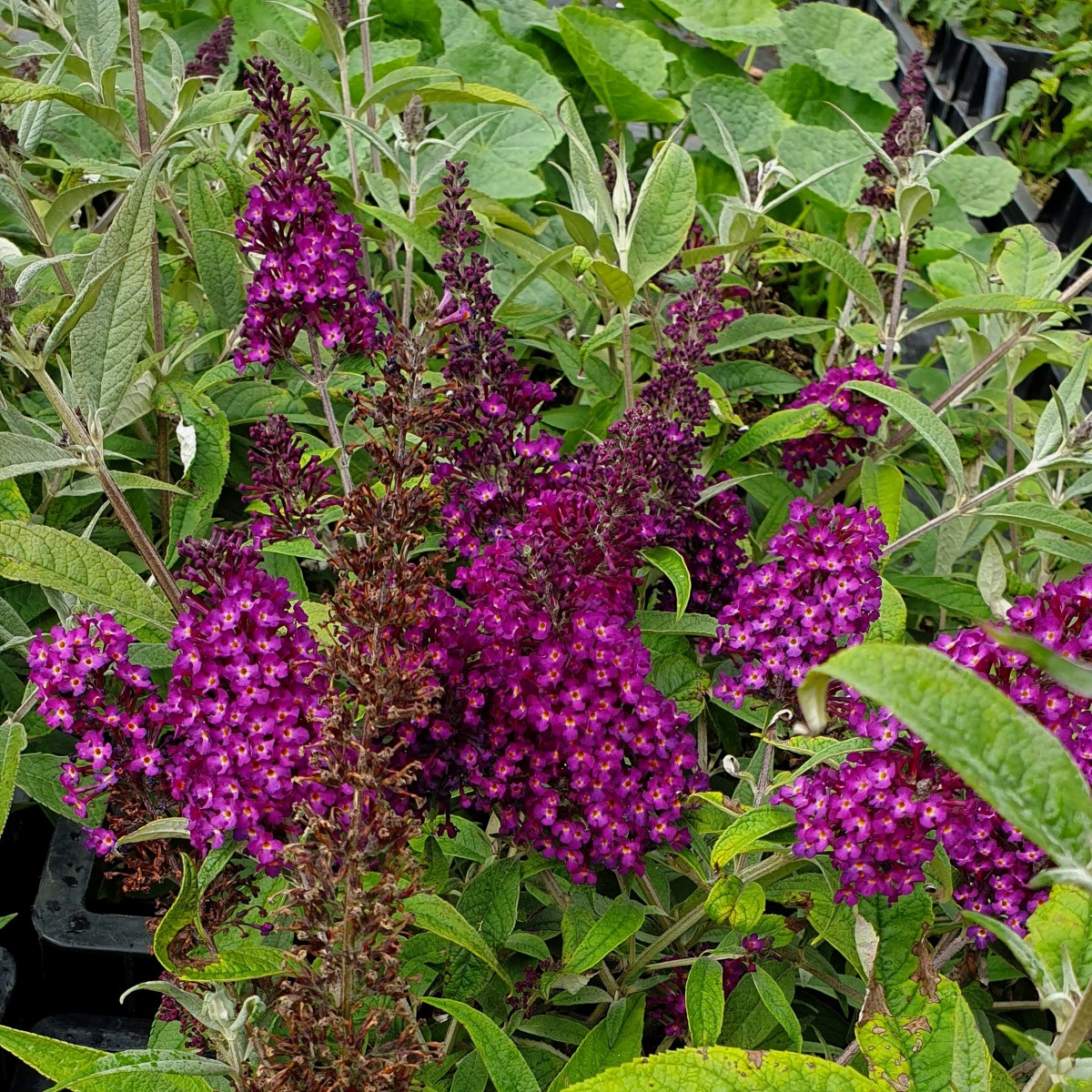Zwerg\u002DSchmetterlingsflieder\u0020\u0028Buddleja\u0020davidii\u0029\u0020Magenta\u0020Munchkin' Zwerg\u002DSchmetterlingsflieder\u0020\u0028Buddleja\u0020davidii\u0029\u0020Magenta\u0020Munchkin'