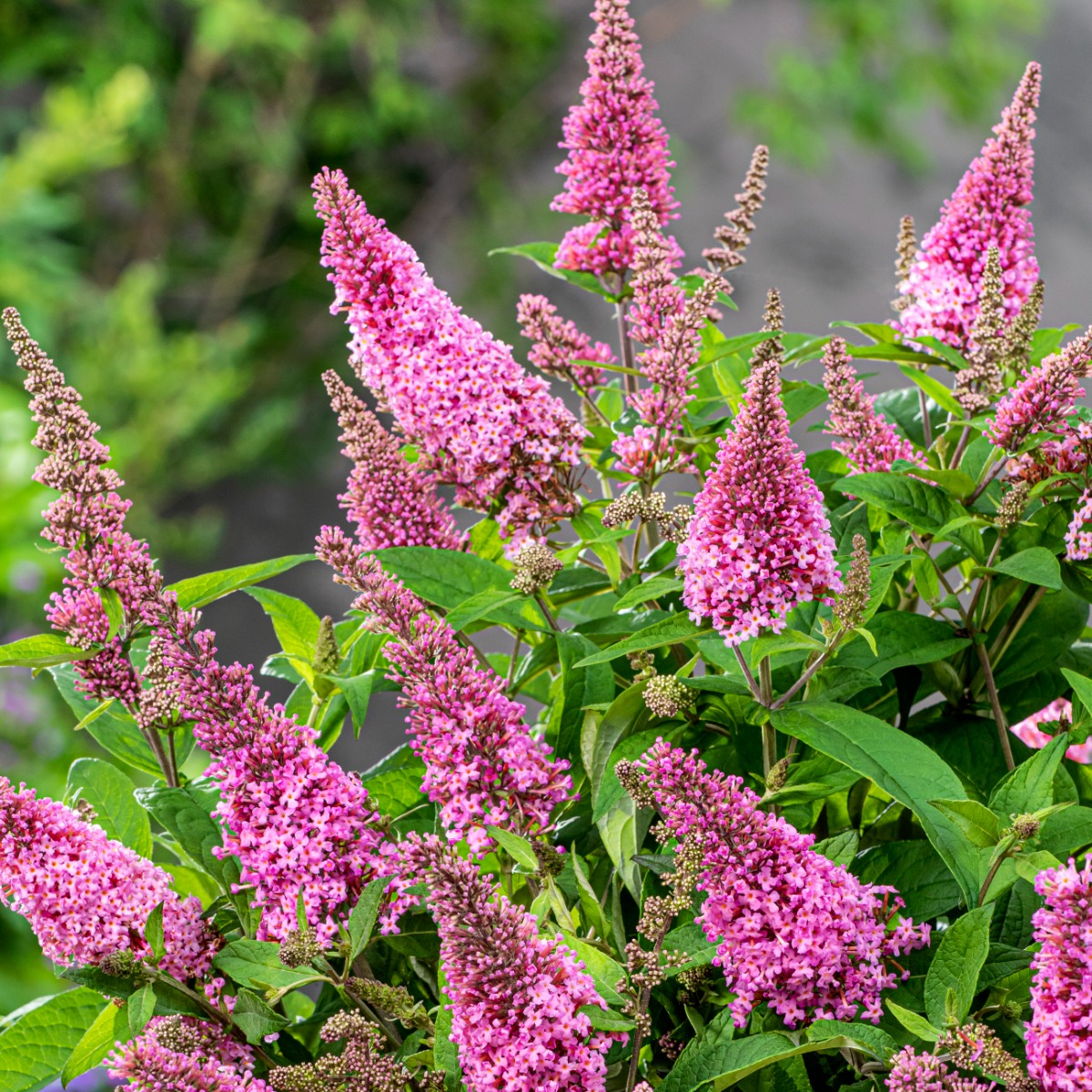 Zwerg\u002DSchmetterlingsflieder\u0020\u0028Buddleja\u0020davidii\u0029\u0020BUTTERFLY\u0020CANDY\u0020Little\u0020Pink' Zwerg\u002DSchmetterlingsflieder\u0020\u0028Buddleja\u0020davidii\u0029\u0020BUTTERFLY\u0020CANDY\u0020Little\u0020Pink'