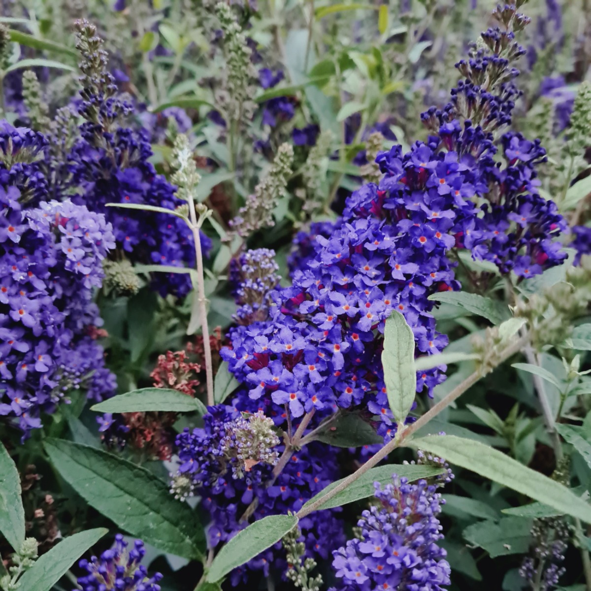 Zwerg\u002DSchmetterlingsflieder\u0020\u0028Buddleja\u0020davidii\u0029\u0020BUZZ\u0020Midnight' Zwerg\u002DSchmetterlingsflieder\u0020\u0028Buddleja\u0020davidii\u0029\u0020BUZZ\u0020Midnight'