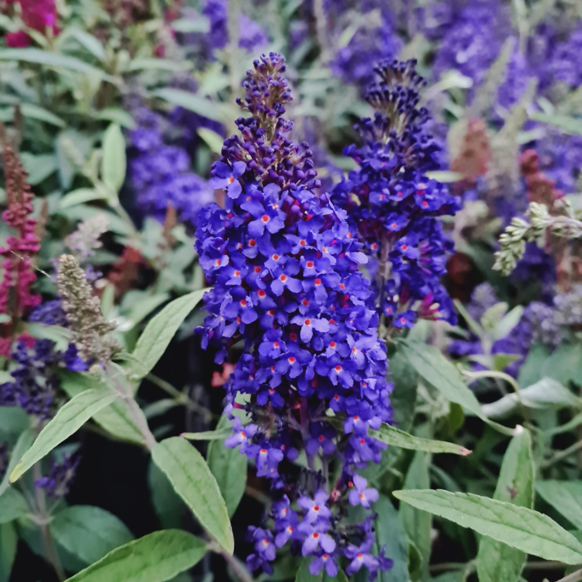 Zwerg\u002DSchmetterlingsflieder\u0020\u0028Buddleja\u0020davidii\u0029\u0020BUZZ\u0020Midnight' Zwerg\u002DSchmetterlingsflieder\u0020\u0028Buddleja\u0020davidii\u0029\u0020BUZZ\u0020Midnight'