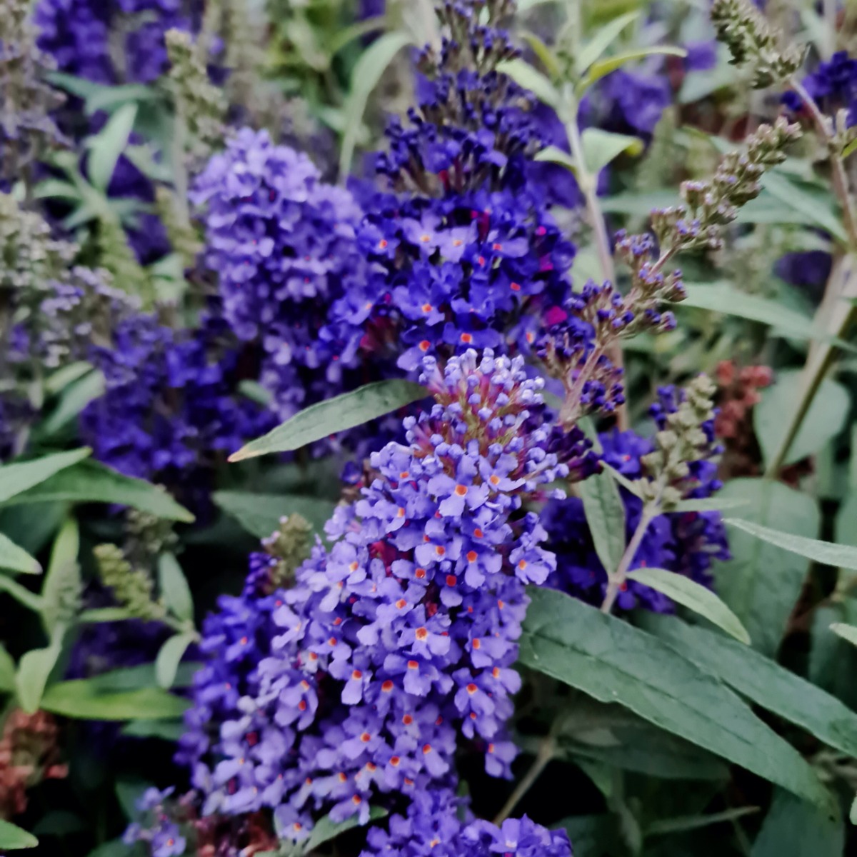 Zwerg\u002DSchmetterlingsflieder\u0020\u0028Buddleja\u0020davidii\u0029\u0020BUZZ\u0020Midnight' Zwerg\u002DSchmetterlingsflieder\u0020\u0028Buddleja\u0020davidii\u0029\u0020BUZZ\u0020Midnight'