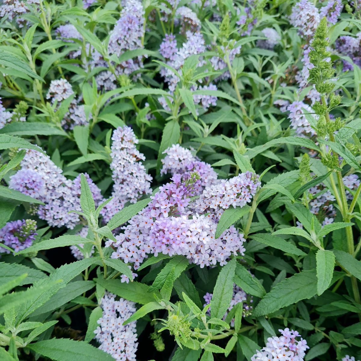 Zwerg\u002DSchmetterlingsflieder\u0020\u0028Buddleja\u0020davidii\u0029\u0020BUZZ\u0020Improved\u0020Sky\u0020Blue' Zwerg\u002DSchmetterlingsflieder\u0020\u0028Buddleja\u0020davidii\u0029\u0020BUZZ\u0020Improved\u0020Sky\u0020Blue'