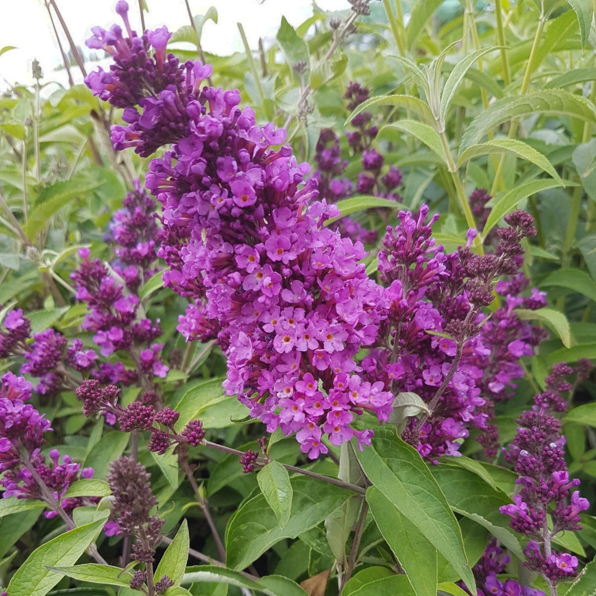Zwerg\u002DSchmetterlingsflieder\u0020\u0028Buddleja\u0020davidii\u0029\u0020FREE\u0020PETITE\u0020Tutti\u0020Frutti' Zwerg\u002DSchmetterlingsflieder\u0020\u0028Buddleja\u0020davidii\u0029\u0020FREE\u0020PETITE\u0020Tutti\u0020Frutti'