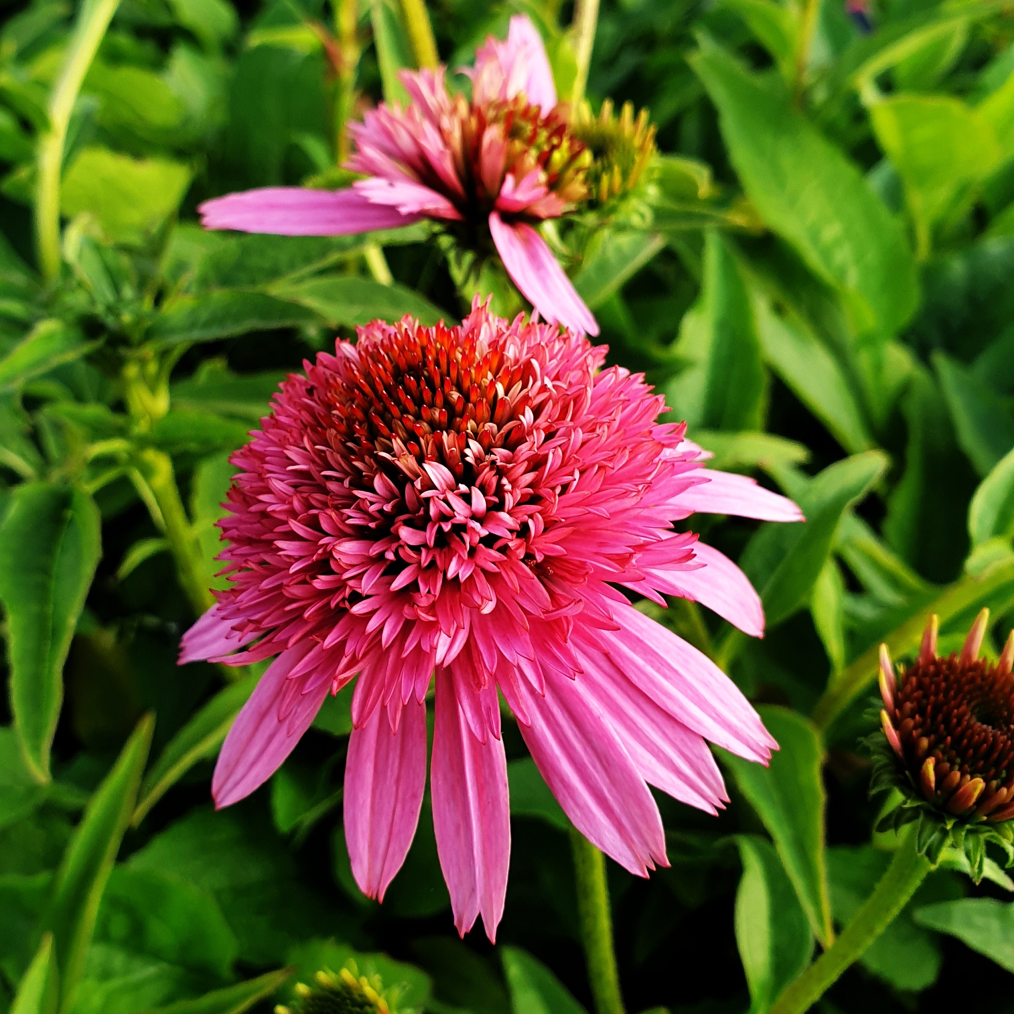Sonnenhut\u0020\u0028Echinacea\u0029\u0020Butterfly\u0020Kisses' Sonnenhut\u0020\u0028Echinacea\u0029\u0020Butterfly\u0020Kisses'