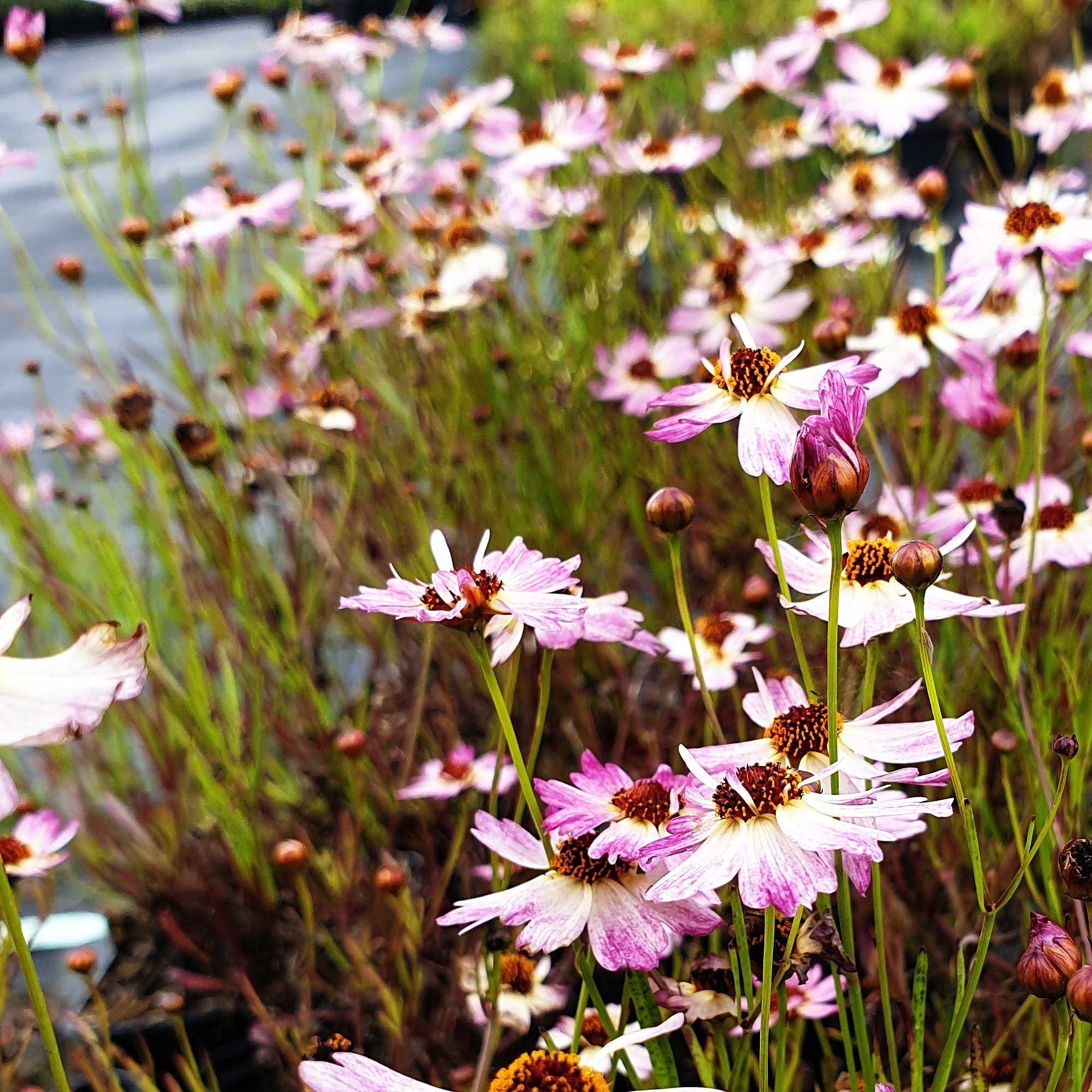 5\u0020Pflanzen\u0020M\u00E4dchenaugen\u0020\u0028Coreopsis\u0029\u0020Mix' 5\u0020Pflanzen\u0020M\u00E4dchenaugen\u0020\u0028Coreopsis\u0029\u0020Mix'