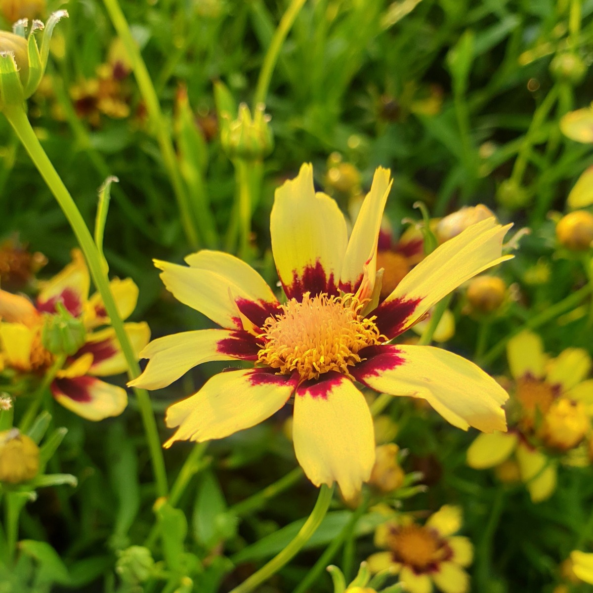M\u00E4dchenauge\u0020\u0028Coreopsis\u00A0\u0029\u0020COSMIC\u0020EYE' M\u00E4dchenauge\u0020\u0028Coreopsis\u00A0\u0029\u0020COSMIC\u0020EYE'