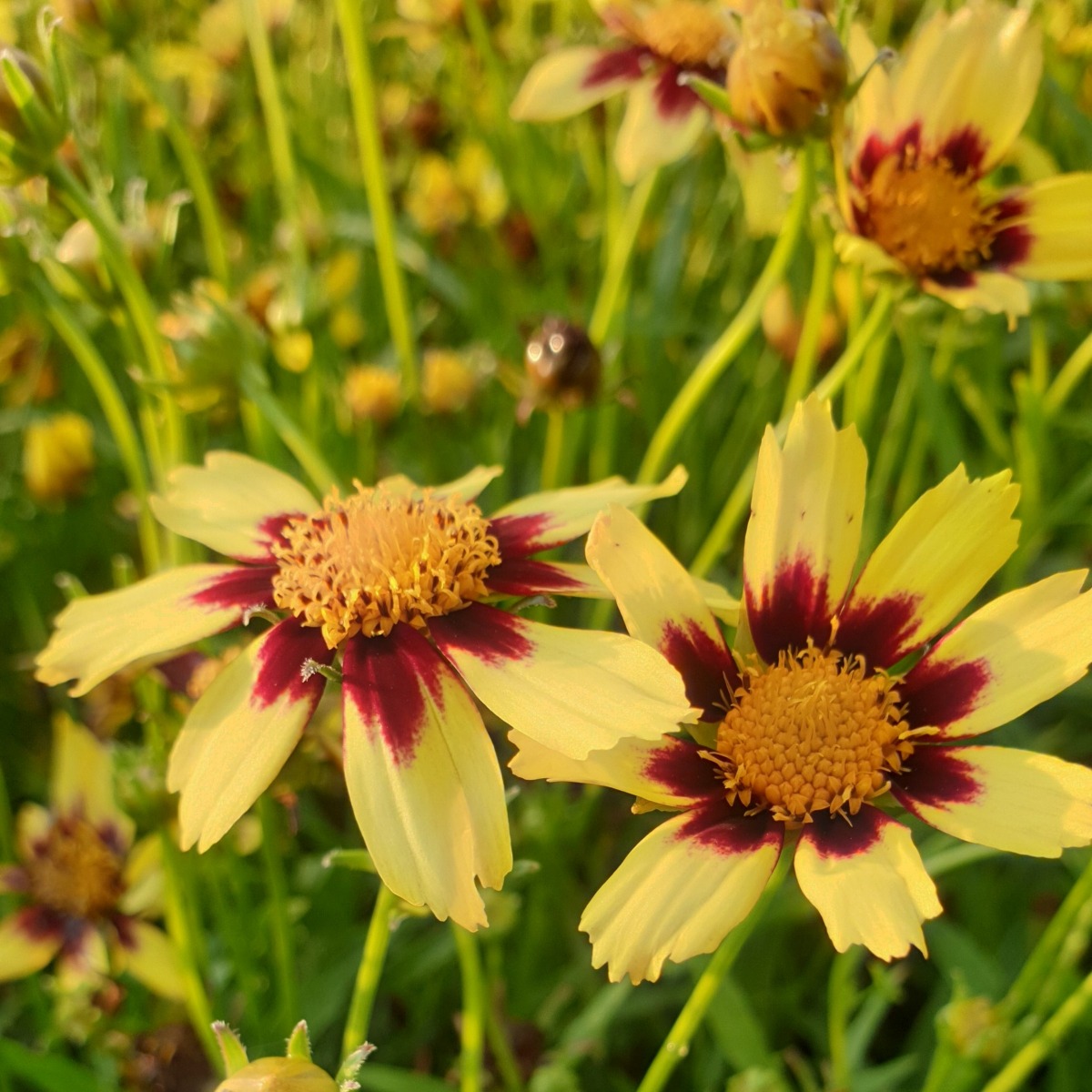 M\u00E4dchenauge\u0020\u0028Coreopsis\u00A0\u0029\u0020COSMIC\u0020EYE' M\u00E4dchenauge\u0020\u0028Coreopsis\u00A0\u0029\u0020COSMIC\u0020EYE'