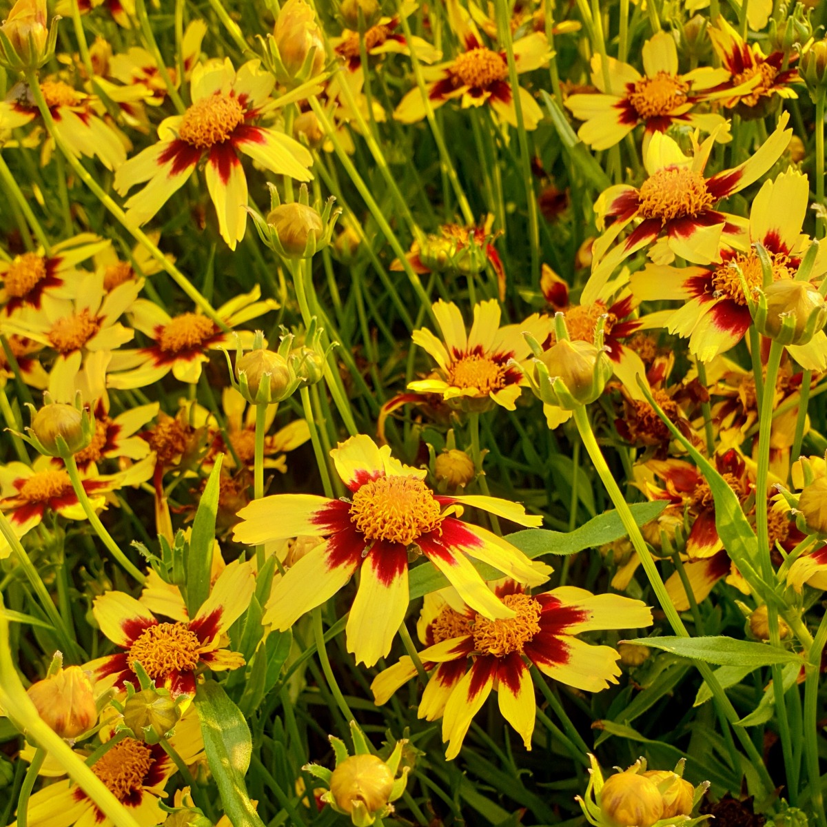 M\u00E4dchenauge\u0020\u0028Coreopsis\u00A0\u0029\u0020COSMIC\u0020EYE' M\u00E4dchenauge\u0020\u0028Coreopsis\u00A0\u0029\u0020COSMIC\u0020EYE'