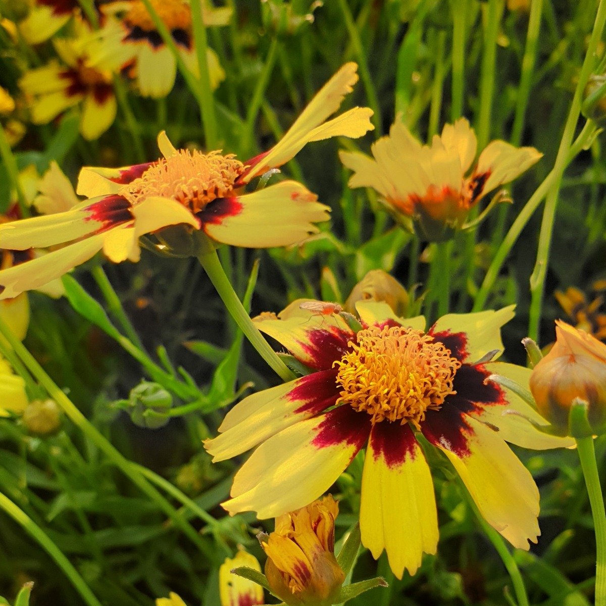 M\u00E4dchenauge\u0020\u0028Coreopsis\u00A0\u0029\u0020COSMIC\u0020EYE' M\u00E4dchenauge\u0020\u0028Coreopsis\u00A0\u0029\u0020COSMIC\u0020EYE'
