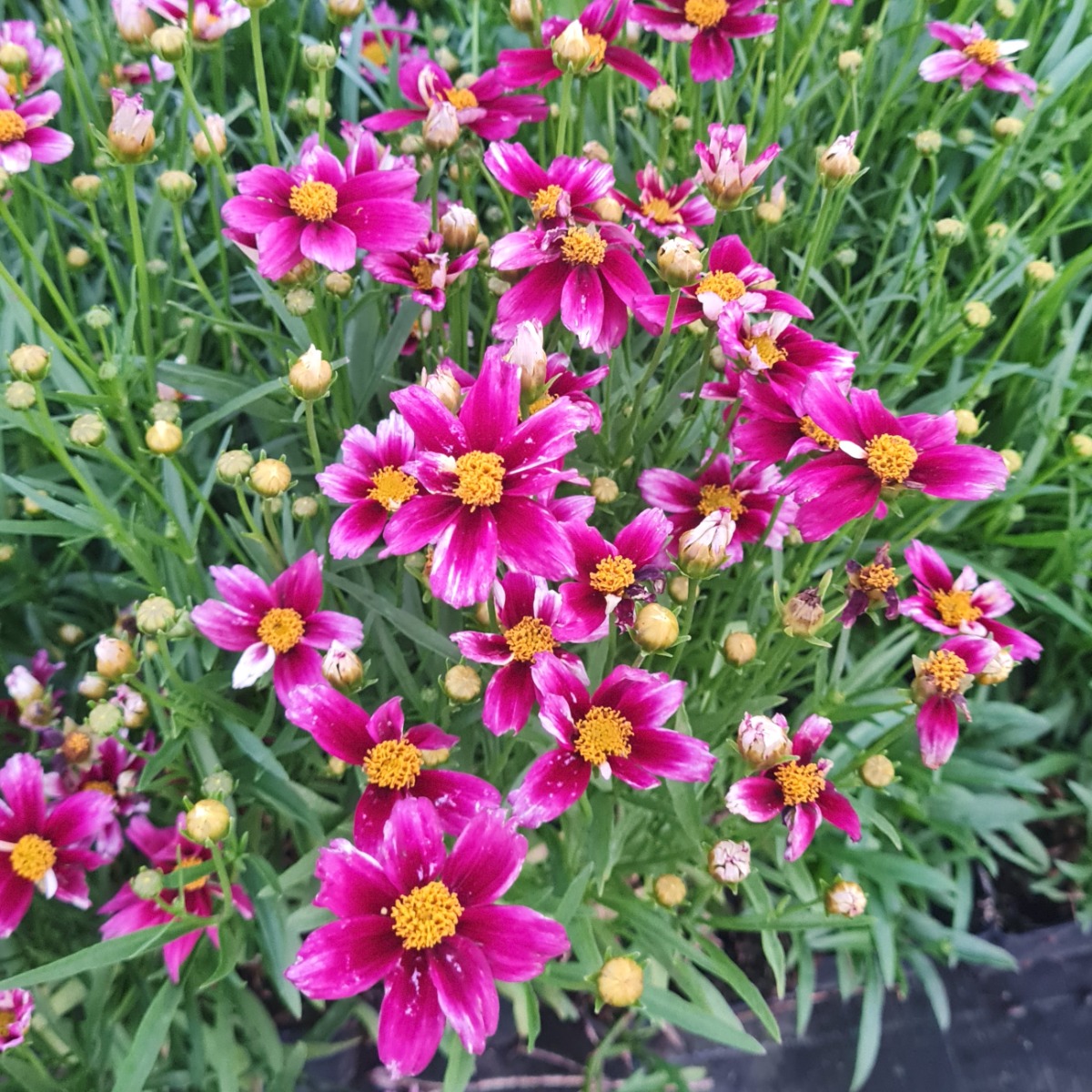 M\u00E4dchenauge\u0020\u0028Coreopsis\u0029\u0020LI\u0027L\u0020BANG\u0020Starstruck' M\u00E4dchenauge\u0020\u0028Coreopsis\u0029\u0020LI\u0027L\u0020BANG\u0020Starstruck'