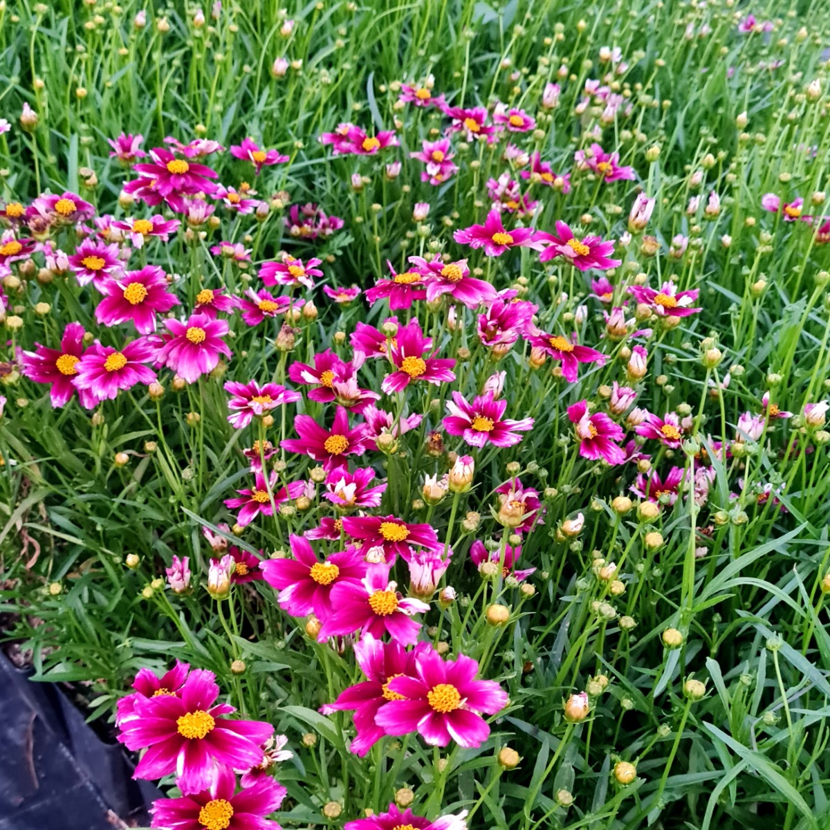 M\u00E4dchenauge\u0020\u0028Coreopsis\u0029\u0020LI\u0027L\u0020BANG\u0020Starstruck' M\u00E4dchenauge\u0020\u0028Coreopsis\u0029\u0020LI\u0027L\u0020BANG\u0020Starstruck'