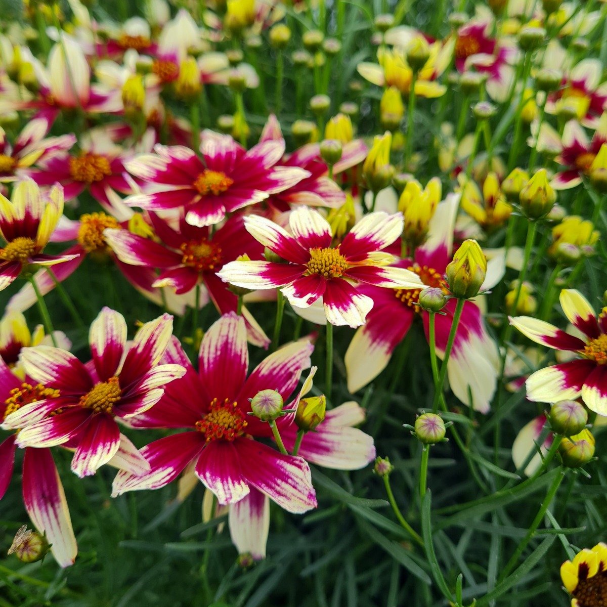 M\u00E4dchenauge\u0020\u0028Coreopsis\u0020verticillata\u0029\u0020Sunstar\u0020Rose' M\u00E4dchenauge\u0020\u0028Coreopsis\u0020verticillata\u0029\u0020Sunstar\u0020Rose'