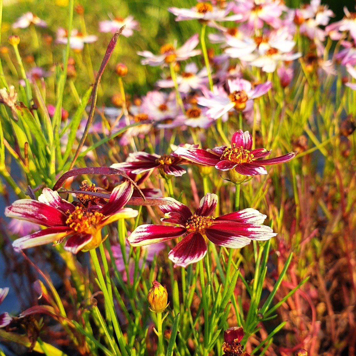M\u00E4dchenauge\u0020\u0028Coreopsis\u0020verticillata\u0029\u0020Sunstar\u0020Rose' M\u00E4dchenauge\u0020\u0028Coreopsis\u0020verticillata\u0029\u0020Sunstar\u0020Rose'