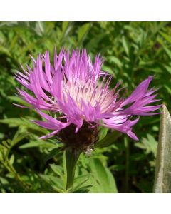 Flockenblume (Centaurea dealbata) 