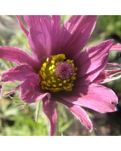 Küchenschelle (Pulsatilla vulgaris) Papageno