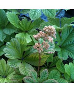 Schaublatt (Rodgersia aesculifolia) 