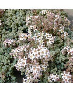 Teppichsedum (Sedum dasyphyllum)