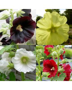 5 Pflanzen ungefüllter Stockrosen (Alcea) Mix
