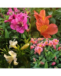 Gro&szlig;blumiger Inkalilie (Alstroemeria) Mix