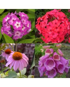 7 Pflanzen (Sonnenhut + Flammenblume + Fingerhut) Mix