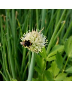 Winterheckenzwiebel (Allium fistulosum) 