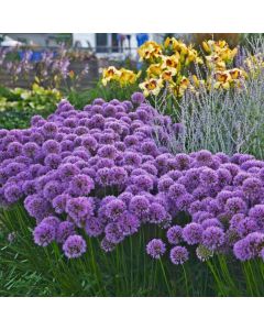 Berglauch Zierlauch (Allium senescens) Millennium