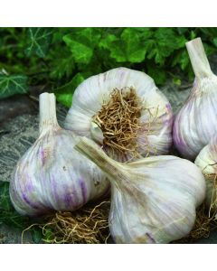 Echter Knoblauch (Allium sativum) Therador