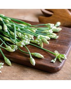 Schnittknoblauch (Allium tuberosum) 