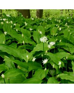 Bärlauch (Allium ursinum) 