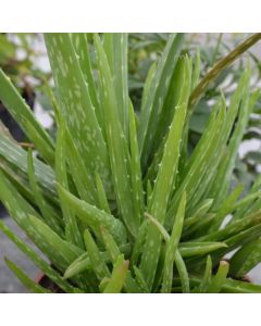 Aloe (Aloe vera) 
