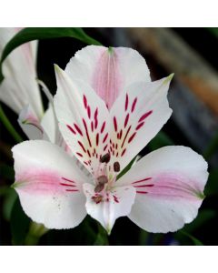 Inkalilie (Alstroemeria) Duchess Beatrice