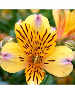 Hohe Inkalilie (Alstroemeria) Duke Nicholas