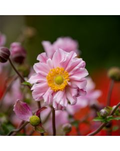 Herbstanemone (Anemone hybrida) Garden Breeze Whirlwind Pink