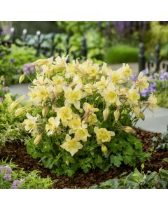 Akelei (Aquilegia caerulea) EARLYBIRD Yellow