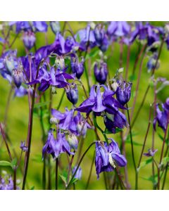 Gemeine Akelei (Aquilegia vulgaris)