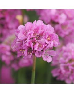 Strand-Grasnelke (Armeria pseudarmeria) BALLERINA Purple Rose