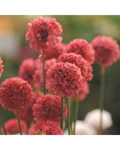 Strand-Grasnelke (Armeria pseudarmeria) BALLERINA Red