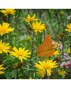 Arnika / Bergwohlsein (Arnica montana) 