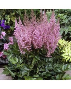 Prachtspiere (Astilbe chinensis) Vision in Pink®