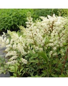 Prachtspiere (Astilbe x arendsii) Astary White