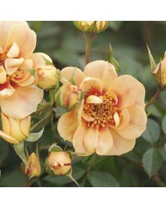 Bienenweide (Züchterrose) Bernstein