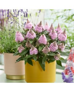 Zwergschmetterlingsflieder (Buddleja davidii) LITTLE ROCKSTARS Pink